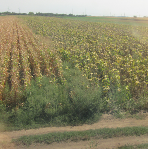 Elszáradt, betakarítatlan kukorica és napraforgó Szerbiában. A képen jól látszik a gyomnövények térnyerése is