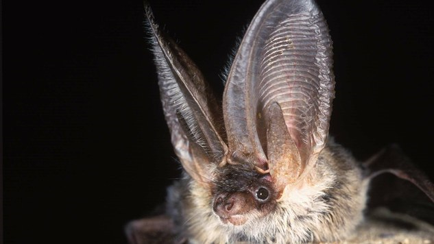 Plecotus austriacus   Image © Hugh Clark/Bat Conservation Trust
