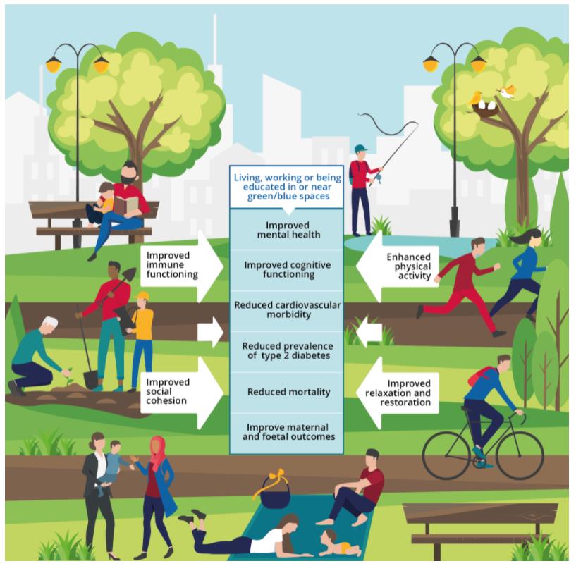 A városi zöldfelület egészségügyi és jólléti előnyei Forrás: Healthy environment, healthy lives: how the environment influences health and well-being in Europe (EEA 2020)