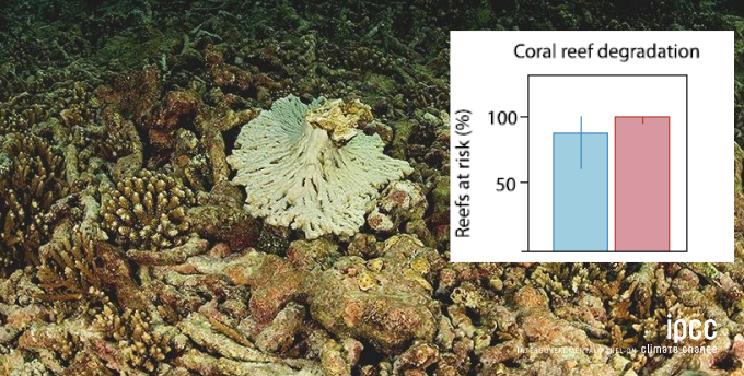 A korallzátonyok élővilága rendkívül gazdag, de nagyon érzékeny a hőmérséklet változásra