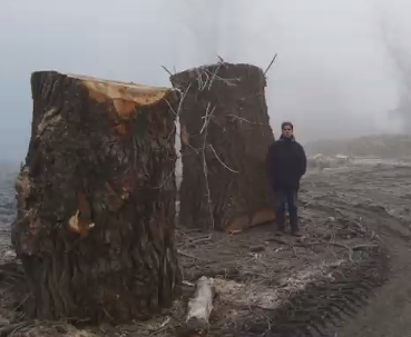 Kivágott fák törzse 2020-ban Tiszaug mellett