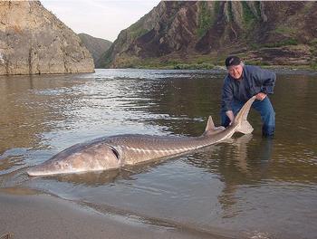 Sturgeons: dinosaurs of the Danube