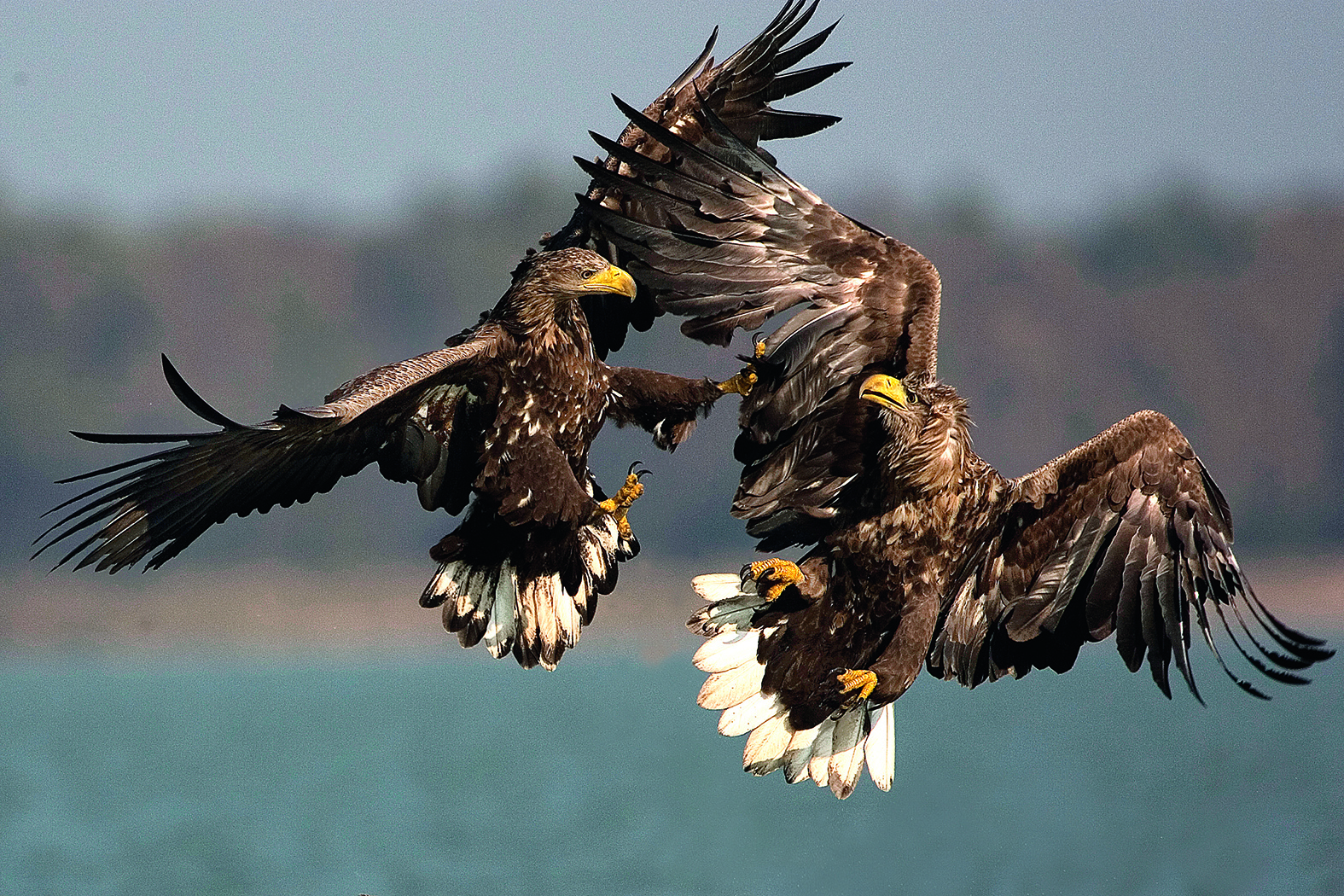 White-tailed Eagle (photo: Hoyer / Donau-Auen National Park)